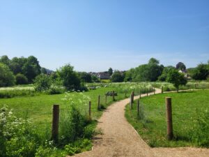 The new central path in the meadows with fence posts showing